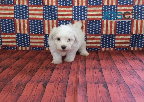 Maltese Pups