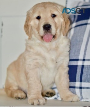 Golden Retriever puppies for sale