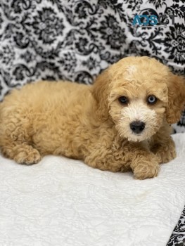 Cavapoo Puppies