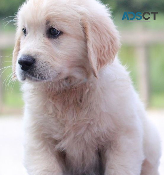 Golden Retriever puppies for sale