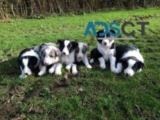 Border collie puppies