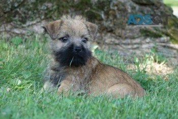 Cairn Terrier Puppies