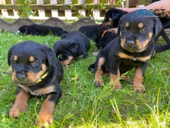 Chunky Rottweiler Puppies