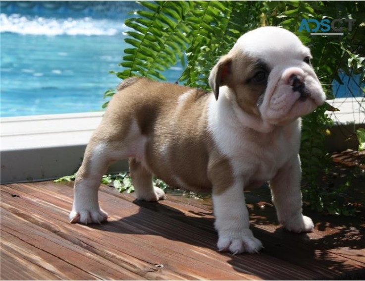 English bulldog puppies for sale male an