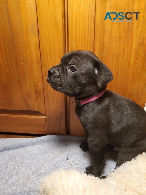 Cane Corso Italiano Puppies