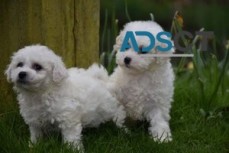 Stunning Bichon Friese Puppies