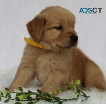 Golden Retriever puppies for sale