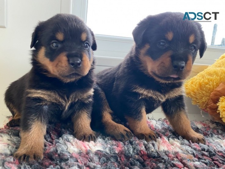 Chunky Rottweiler Puppies