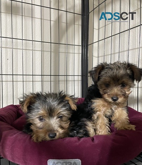 Yorkshire Terrier puppies for sale