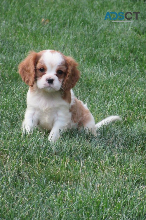 Cavalier King Charles Spaniel