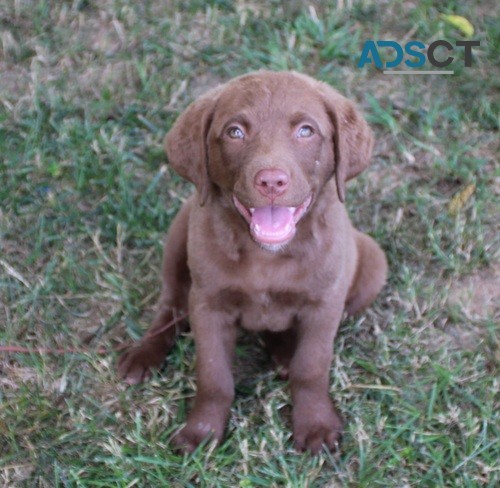 Chesapeake Bay Retriever