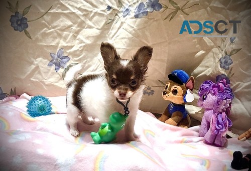 Chihuahua Puppies