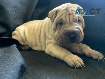 Chinese Shar-Pei Puppies