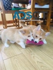 pembroke welsh corgi puppies