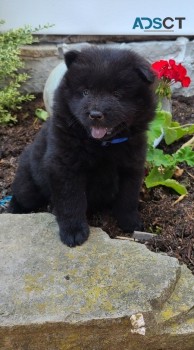 Chow Chow Puppies