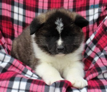 Akita Puppies for sale