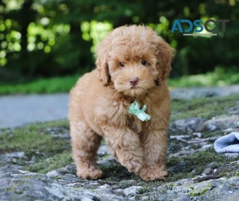 Cockapoo Puppies