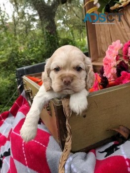 Cocker Spaniel Pups