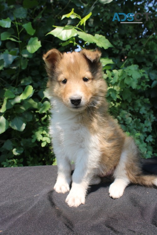 Collie Puppies