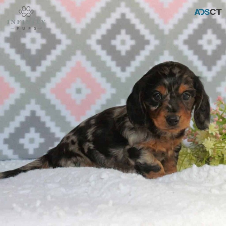 Dachshund puppies  for  sale