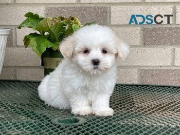 Coton De Tulear Puppies