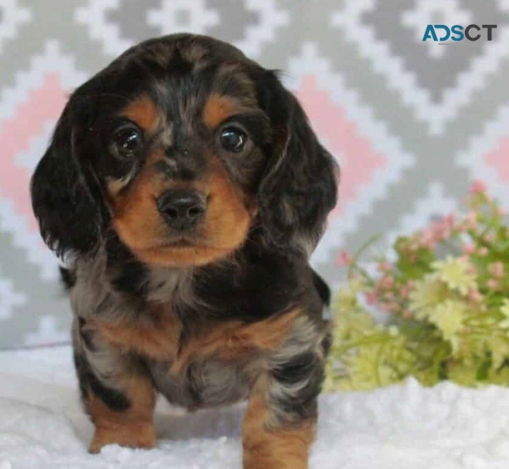 Dachshund puppies  for  sale