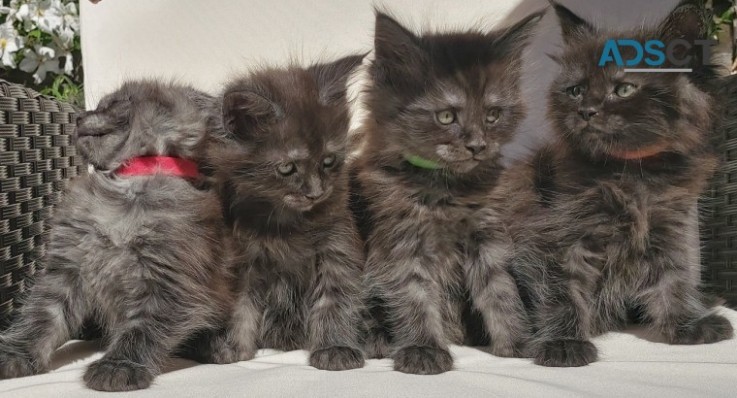  Intelligent Maine Coon Kittens 