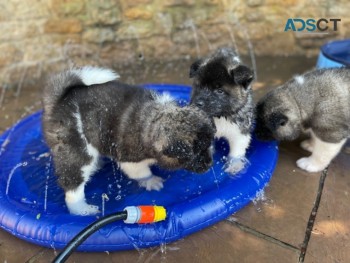 Akita Puppies