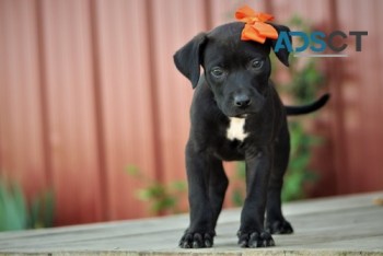 Australian Kelpie Pups