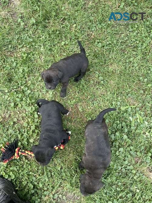 Staffordshire Bull Terrier Pups