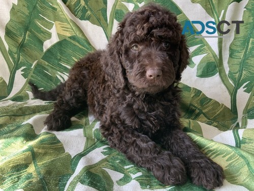 Labradoodle Pupps