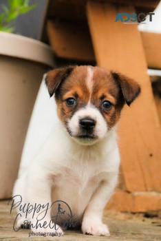 Jack Russell Terrier Pup