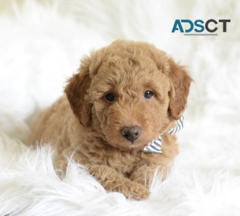  Goldendoodle Pups