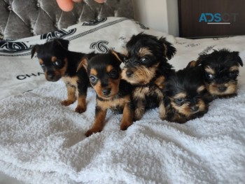 Teacup Yorkie Puppies Now Available