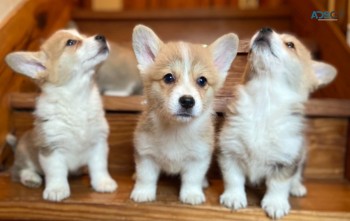 Beautiful Welsh Corgi Pups