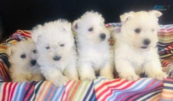 West Highland Terrier Puppies 