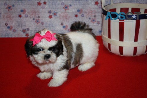 Shih Tzu Ready Now