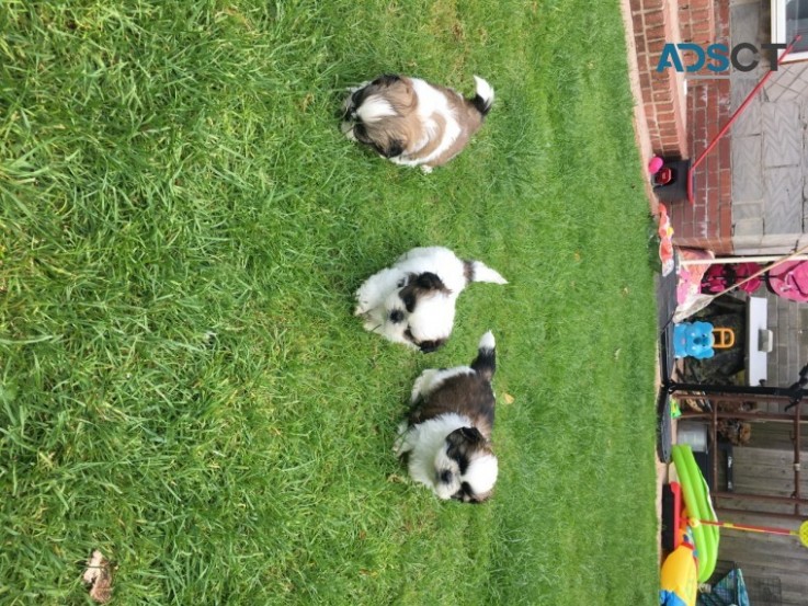 Lovely Shih-tzu Puppies