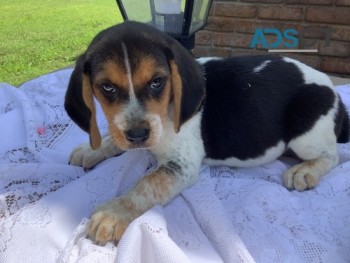 Beagle Pups For Sale