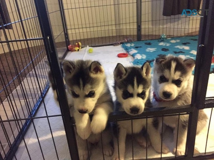 Siberian Husky Puppies