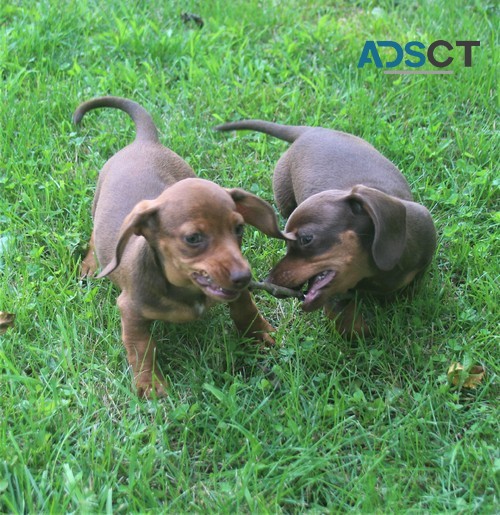 Dachshund Pups