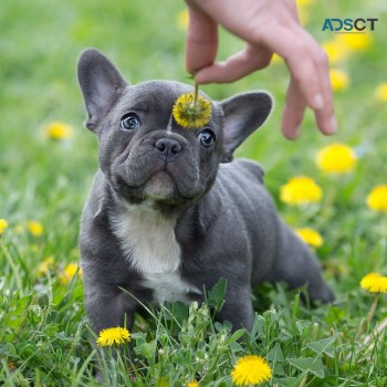  French Bulldog puppies for sale