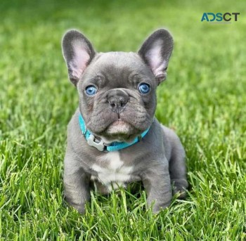  French Bulldog puppies for sale