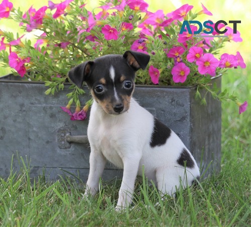 Toy Fox Terrier Pups