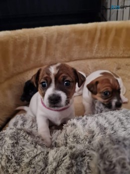 AKC registered Jack Russell Puppies