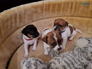 AKC registered Jack Russell Puppies