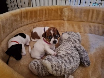 AKC registered Jack Russell Puppies