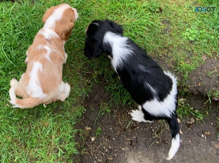 Cavalier King Charles Spaniel Puppies