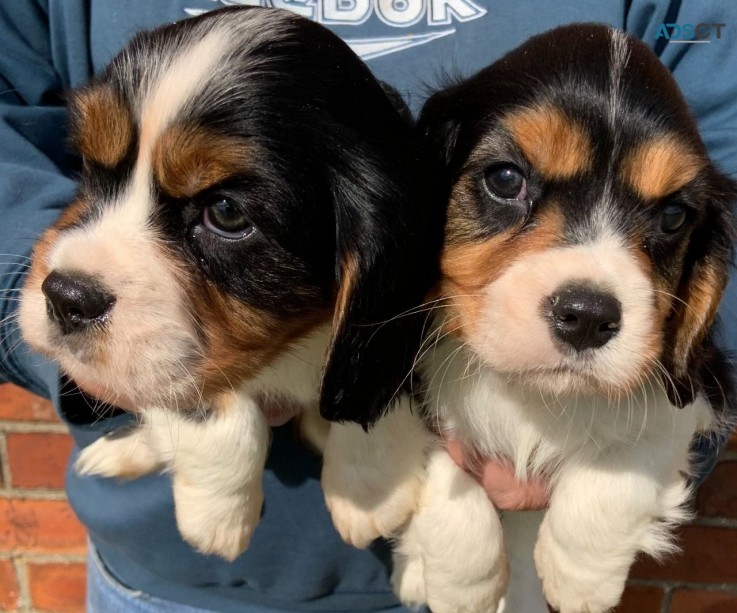 Cavalier King Charles Spaniel Puppies