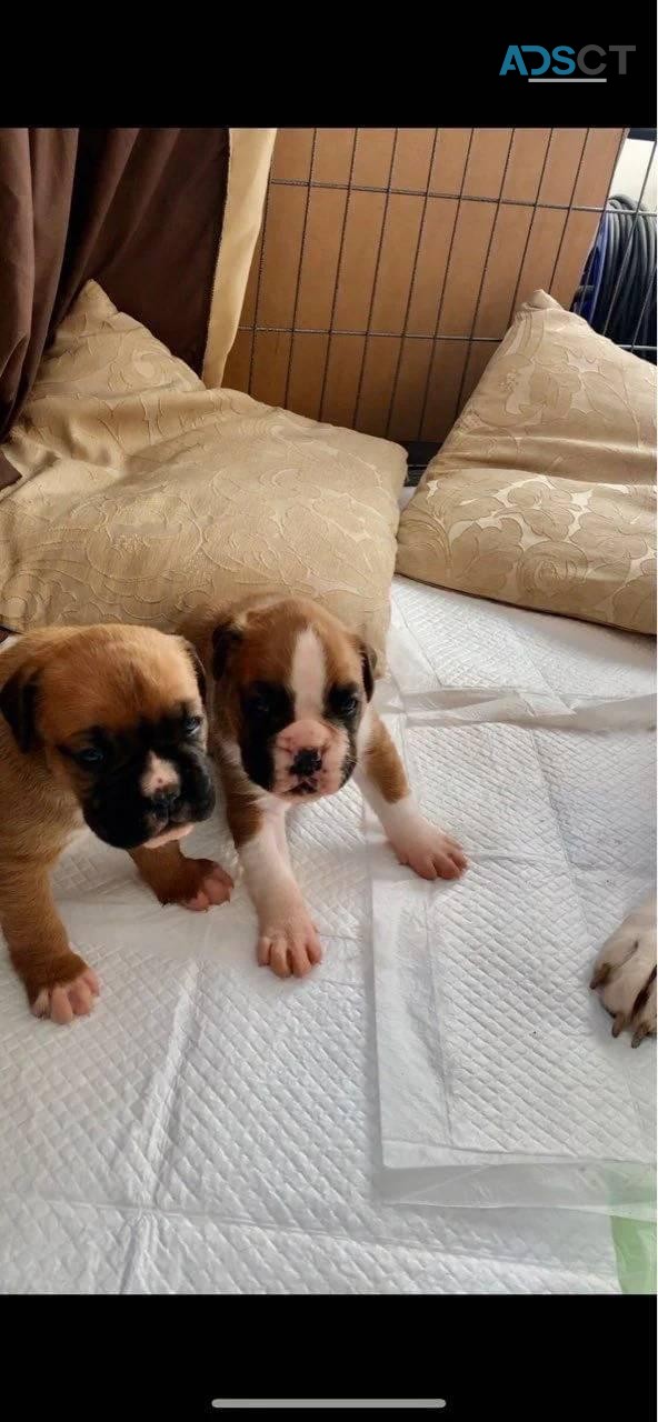 Cute Boxer Puppies Available